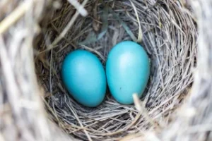 Bird-nest-eggs-blue-158734 Bird-nest-eggs-blue-158734