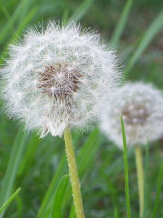 Dandy-lion