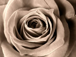 Rose-of-death-1193521